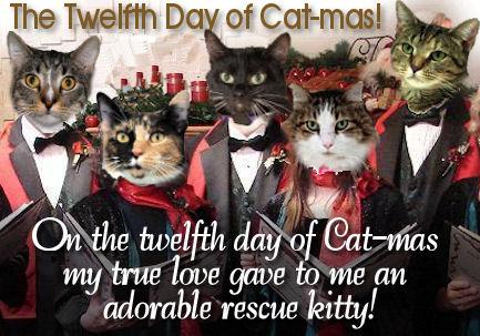Twelfth Day of Cat-mas Saturday & Sunday, December 12 & 13 All cats and kittens - $20 Wkend Wkend Wkend Tot Adopt Prior of After