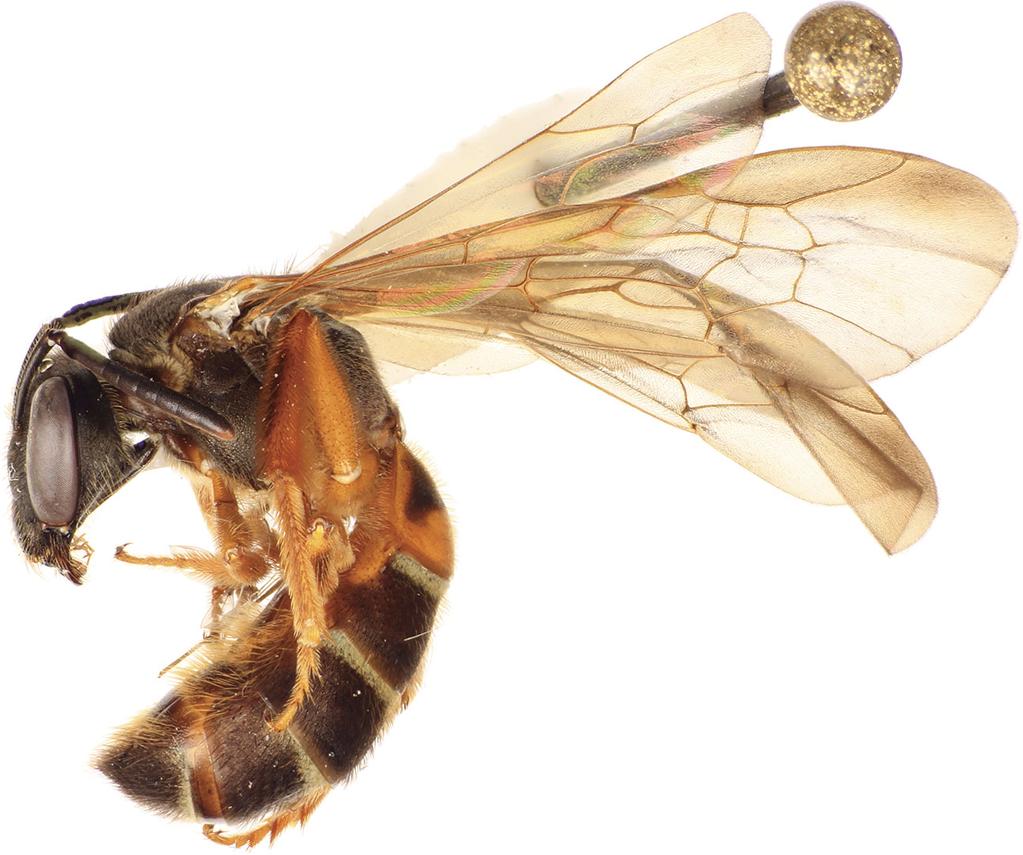 Engel & Smith-Pardo: Bolivian Neocorynura (Hymenoptera: Halictidae) 5 Fig. 1. Lateral habitus of holotype female of Neocorynura faceta sp. n.