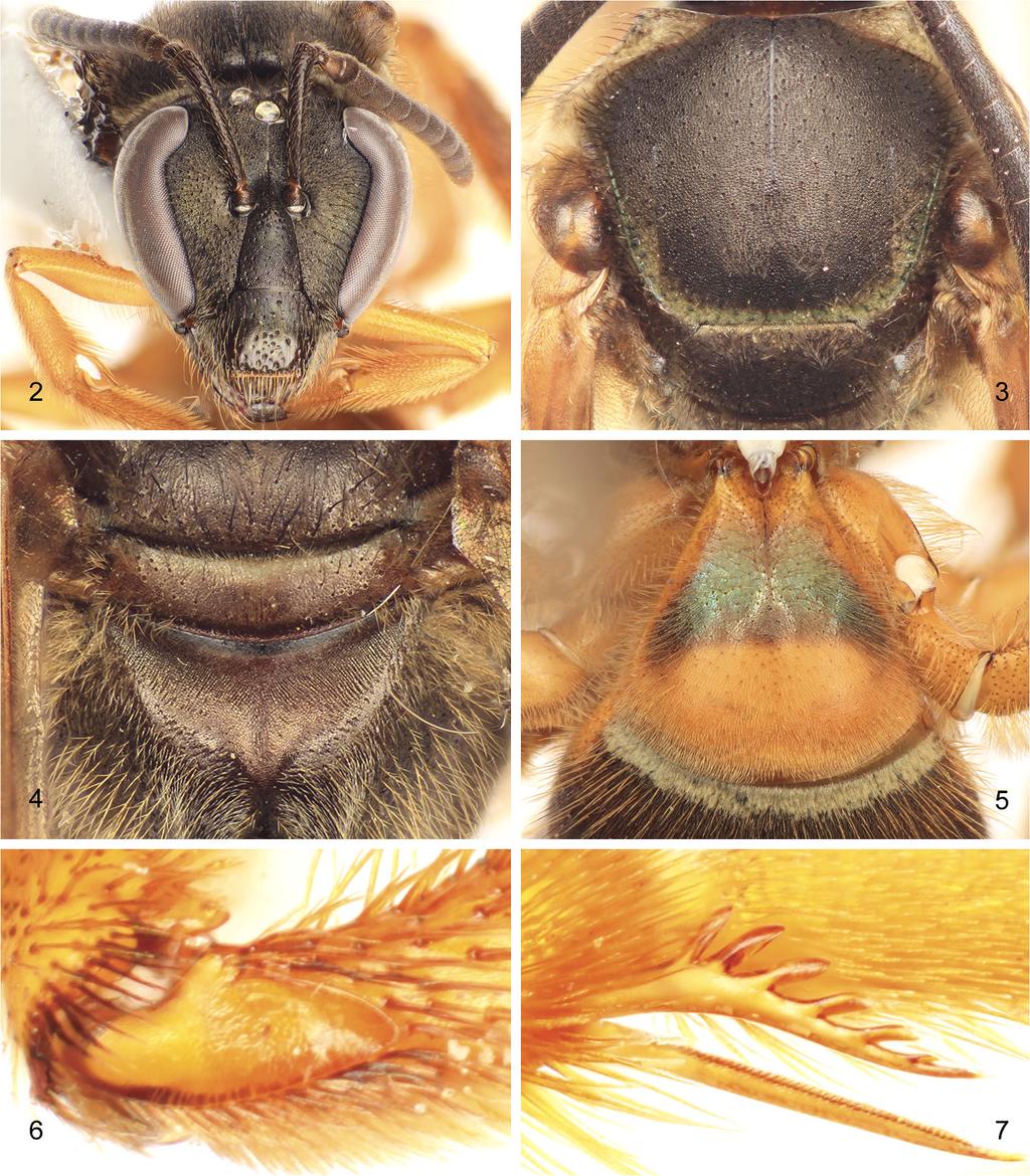 6 Tijdschrift voor Entomologie, volume 155, 2012 Figs 2 7. Photomicrographs of holotype female Neocorynura faceta sp. n. 2. Facial aspect. 3. Dorsal view of mesoscutum and mesoscutellum. 4.