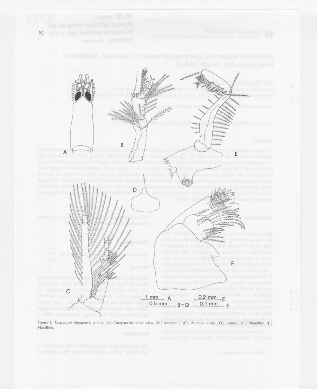 62 A 1 mm A 0.5mm B-D 0.2mm 0.1 mm E F Figure 1. Doxomysis algoaensis sp.nov. (A.