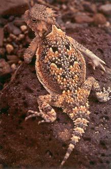 lizar Phrynosoma platyrhinos Current Status both subspecies are state an feeral species of special
