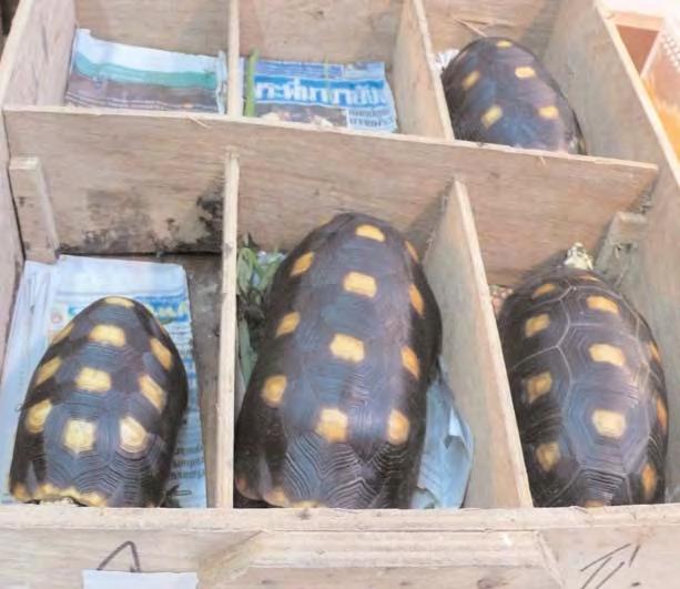 James Compton/TRAFFIC Market observations and reported smuggling techniques Results of this study show that there is a significant market for freshwater turtles and tortoises for pets in Thailand and