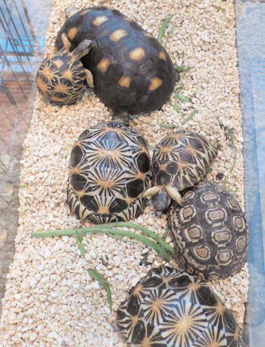 INTRODUCTION Freshwater turtles and tortoises around the world are found in trade for a variety of purposes, being used as meat, ingredients in traditional medicines and as pets.