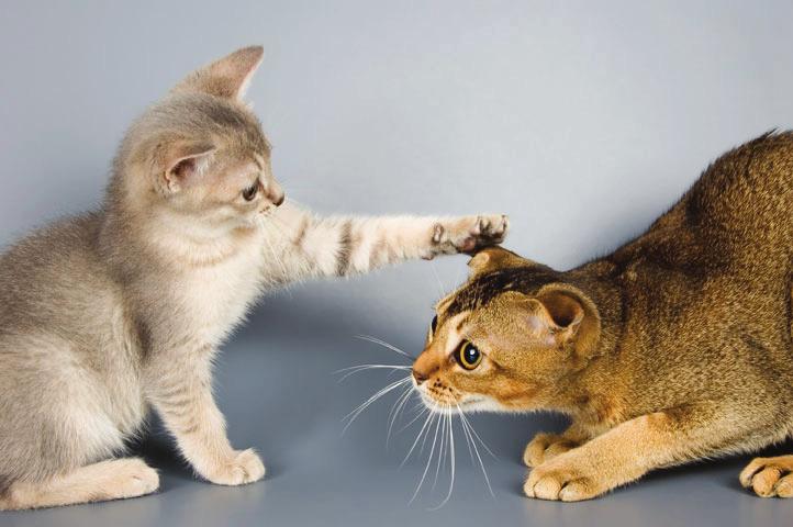 Cat Project: Common Reasons For Surrendering Cats, And Solutions! Every day people surrender their cats for a variety of reasons. The cat might be spraying, clawing or jumping on tables.