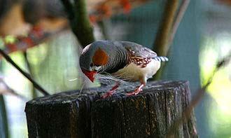 Zebra finch 1 Habitat 2 Life cycle 3 Subspecies 4 Song and other vocalizations 5 Diet 6 Breeding 7 References 8 External links Adult male at Dundee Wildlife Park, Murray Bridge, South Australia Zebra