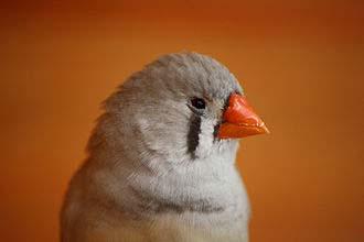 The life expectancy of a zebra finch is highly variable because of genetic and environmental factors. The zebra finch may reach up to five years in its natural environment.