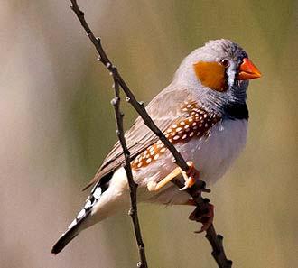 [5] The greatest threats to zebra finch survival are predation by cats and loss of natural food.
