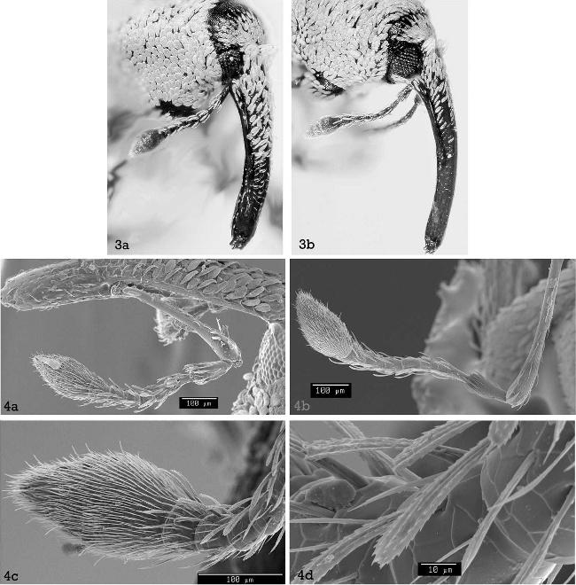 THE COLEOPTERISTS BULLETIN 60(3), 2006 245 Figs. 3 4. 3) Rostrum and antenna of S. obrieni, automontage photograph, dorsolateral view. a, male; b, female. 4) Antenna of S.
