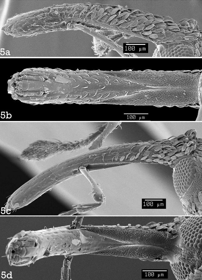 246 THE COLEOPTERISTS BULLETIN 60(3), 2006 Fig. 5. Rostrum of S. obrieni, scanning electron micrographs. a, male, lateral view; b, male, ventral view; c, female, lateral view; d, female, ventral view.