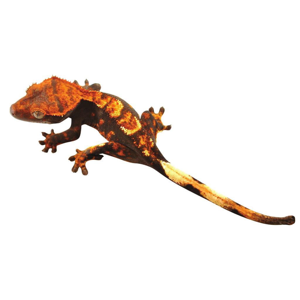 GUIDE TO K E E P I N G Crested Gecko Introduction Buying any pet is a big decision but there are several things you
