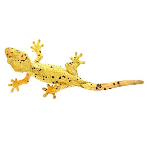 Is there someone that you can ask to look after your gecko if you are away?