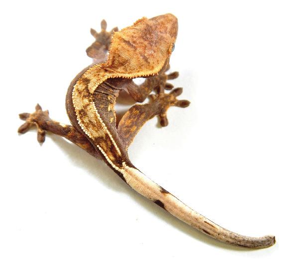 Crested Geckos have the ability to climb up vertical surfaces.