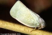 Homoptera small insects w/