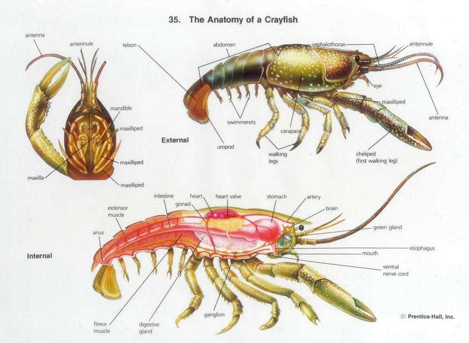 Class Crustacea - Crayfish Need-to-Knows 1. Abdomen 2.
