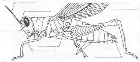 all six legged, arthropods with three body sections: head, thorax and abdomen: We will use the
