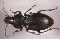 Coleoptera two pair of