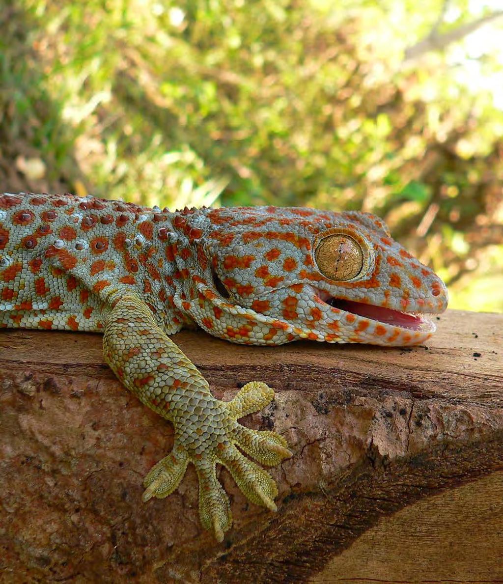 TRAFFIC r e p o r t OCTOBER 2015 ADDING UP THE NUMBERS An investigation into commercial breeding of Tokay Geckos in Indonesia Tokay Geckos in