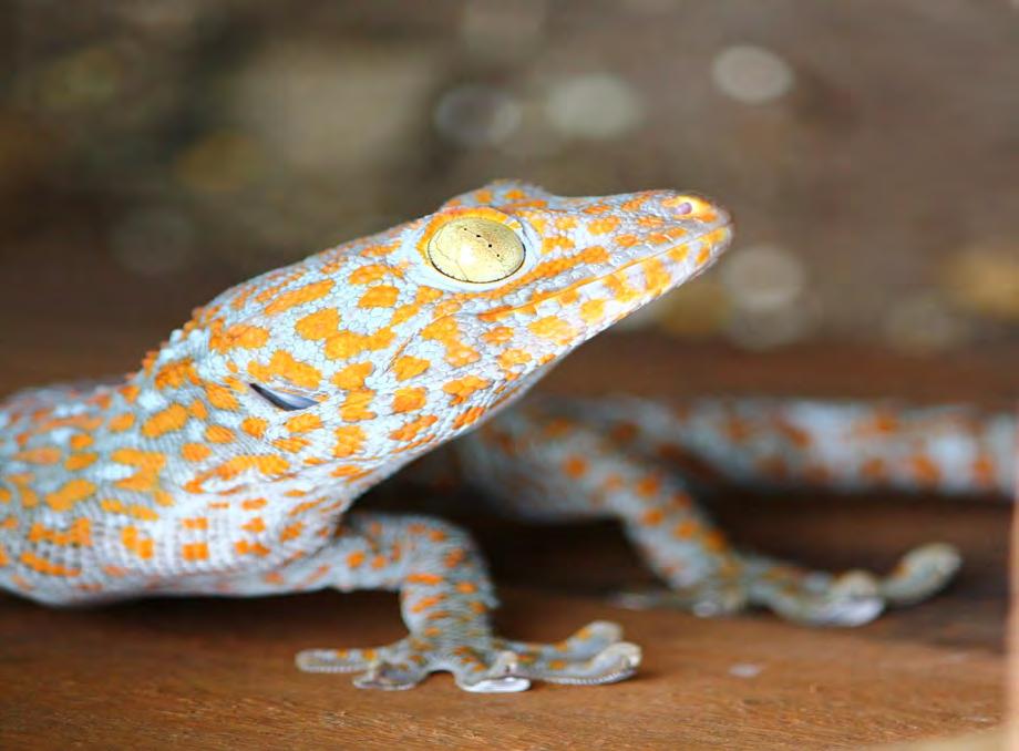 Although sometimes traded live as pets, the demand for Tokay Geckos in traditional Asian medicines is one of the greatest threats to this species. C.
