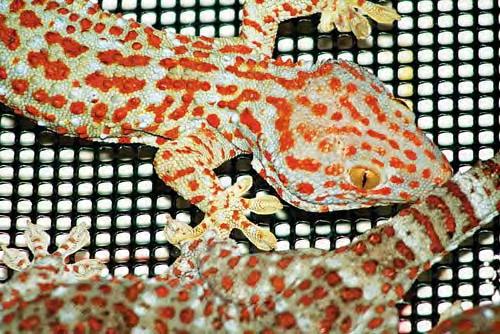 Wild-caught Tokay Geckos are traded in large volumes throughout Asia Olivier S.