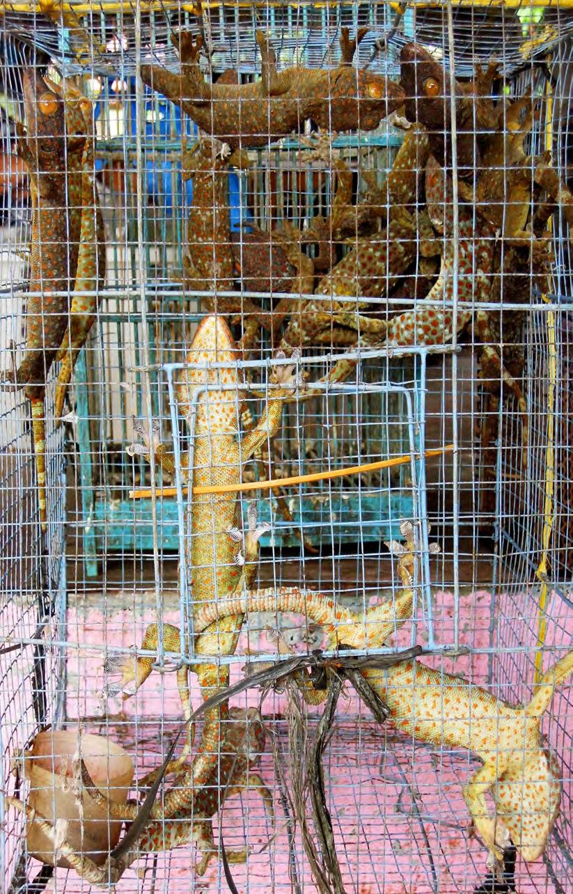 Tokay Geckos can easily be found for sale in markets in