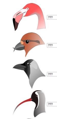 Background Information: A bird's beak is basically a lightweight, bony elongation of its skull.