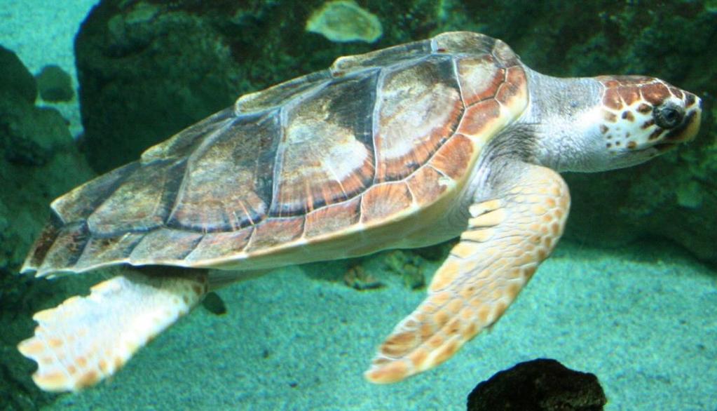 Loggerhead Sea Turtle Named for its large head Adults:200-350 lbs, carapace about 3 long Main foods are crustaceans,