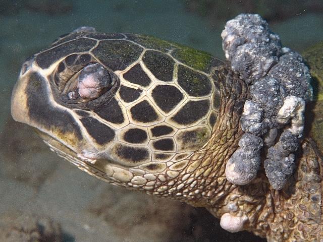 Green Sea Turtle Nesting green turtles in Florida are federally listed as an endangered species Many green turtles are infected with fibropapilloma