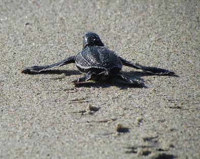 Some leatherbacks (30-60) nest in Florida each year Nests contain 80 fertile eggs & 30 unfertilized eggs One turtle nests 6-9 times/season,