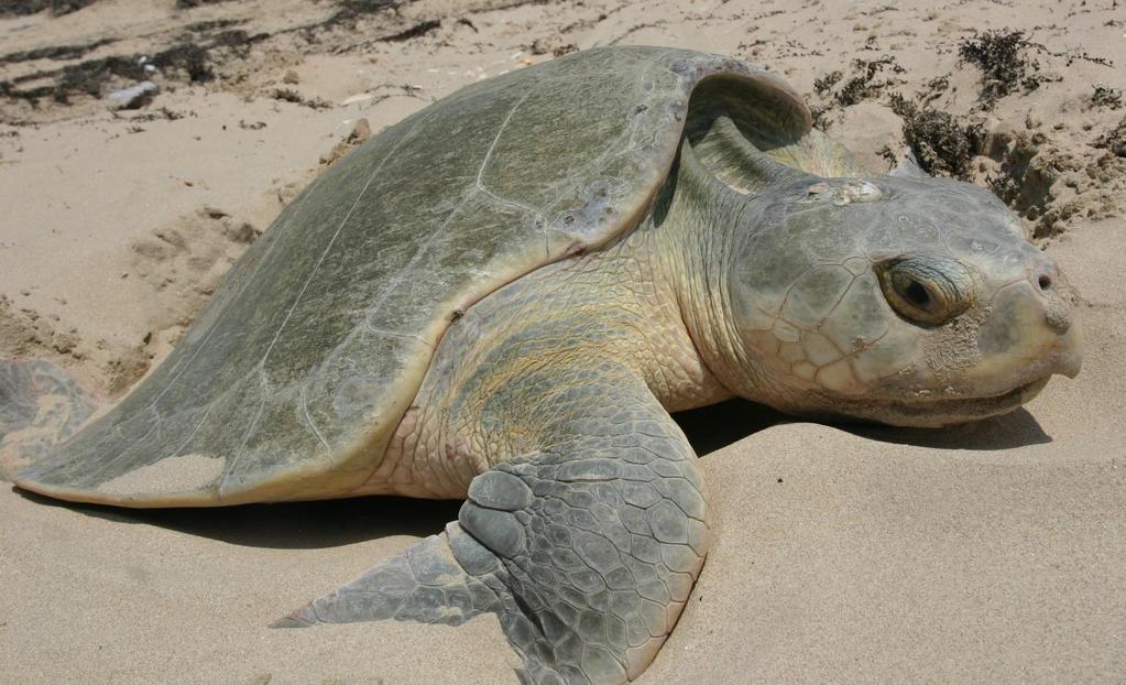 Kemp s Ridley Rarest sea turtle in the world Adult carapace is 2-2.