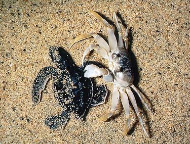 hatchlings) Ghost crabs, sea birds,