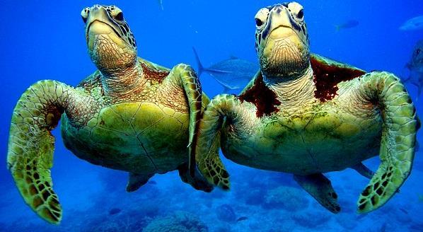 Sea Turtle Characteristics Cannot retract flippers, head into shell Salt glands behind eyes secrete salt ( tears ) Nesting females