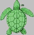 Sea Turtle Identification