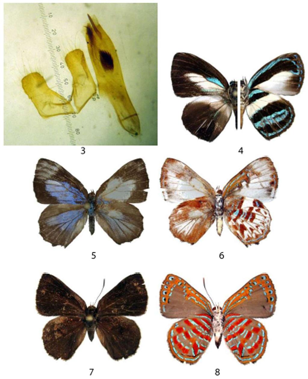 46 Suara Serangga Papua, 2013, 8