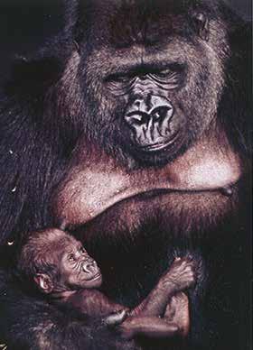1989 July August November December Kwisha is reintroduced to his mother, Alpha, after 14 months of handrearing.