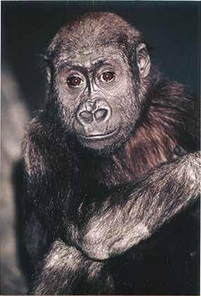 1991 February June August September December Binti Jua arrives from San Francisco Zoo on breeding loan.