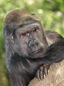 Ndume is sent back to Cincinnati Zoo. Zuza is born to Aquilina and Ndume. His name means gift.