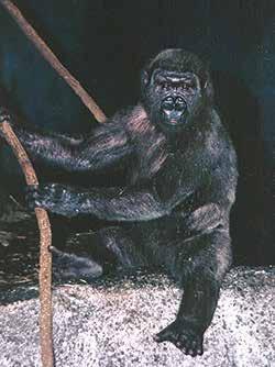 1993 July Kwizera is sent to Buffalo Zoo on breeding