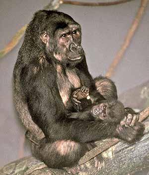 1995 February March May Koola is born to Binti Jua and Abe.