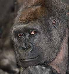 2004 February Results from the menopause study that began in 2002 show that gorilla