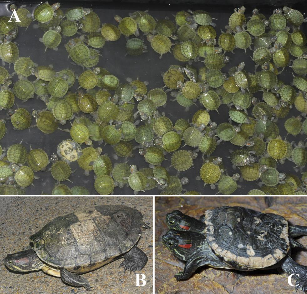 Sy Figure 1. A) Red-eared Slider hatchlings are imported, legally and illegally, by the thousands annually; B) An adult female Red-eared Slider; C) A bicephalic Red-eared Slider. Photos by Emerson Y.