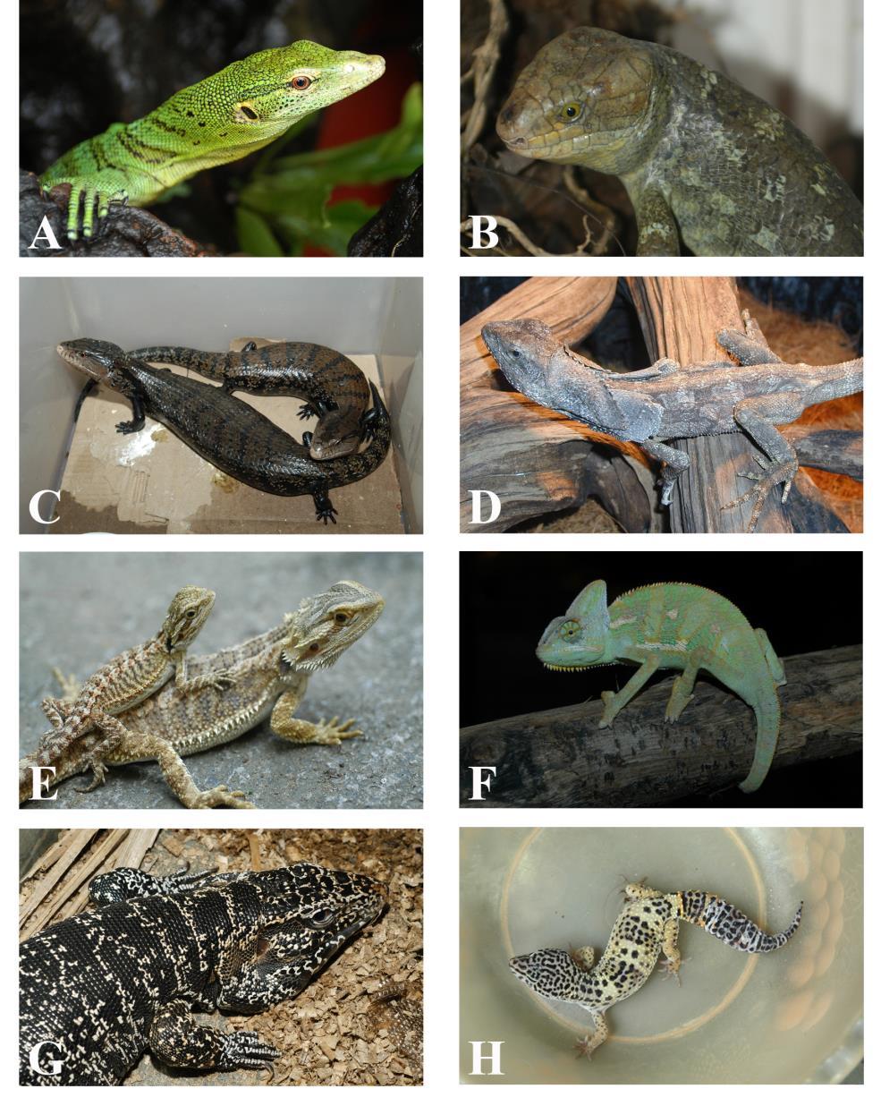 Checklist of Exotic Species in the Philippine Pet Trade,. Reptiles Figure 3 A H.