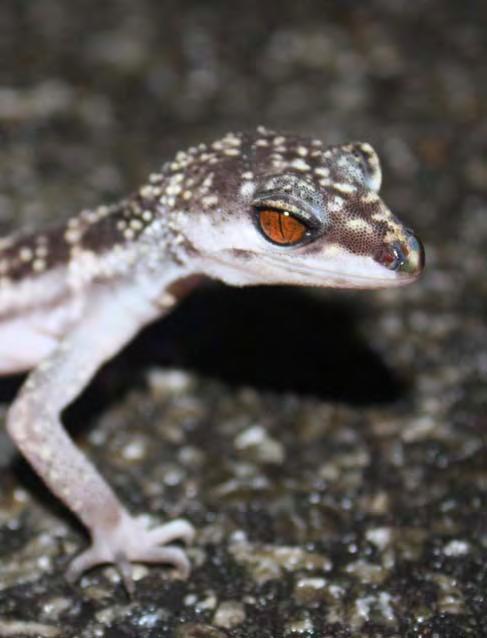 TRADE IN JAPANESE ENDEMIC REPTILES IN CHINA AND RECOMMENDATIONS FOR SPECIES CONSERVATION by Kahoru Kanari and Ling Xu Credit: