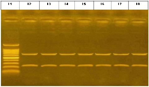 Figure 3: Agarose gel electrophoresis of spa gene PCR products. L1: 1500-100bp DNA ladder. L2-9: spa gen bands at 1164bp. L10: Negative control.