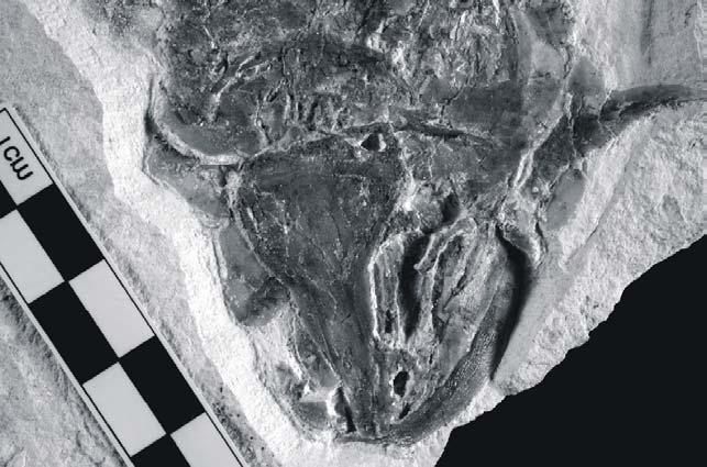 The few samples of Eurycormus described in the scientific literature are fossilized in lateral view, with the occipital region not preserved (PATTERSON, 1973: fig.