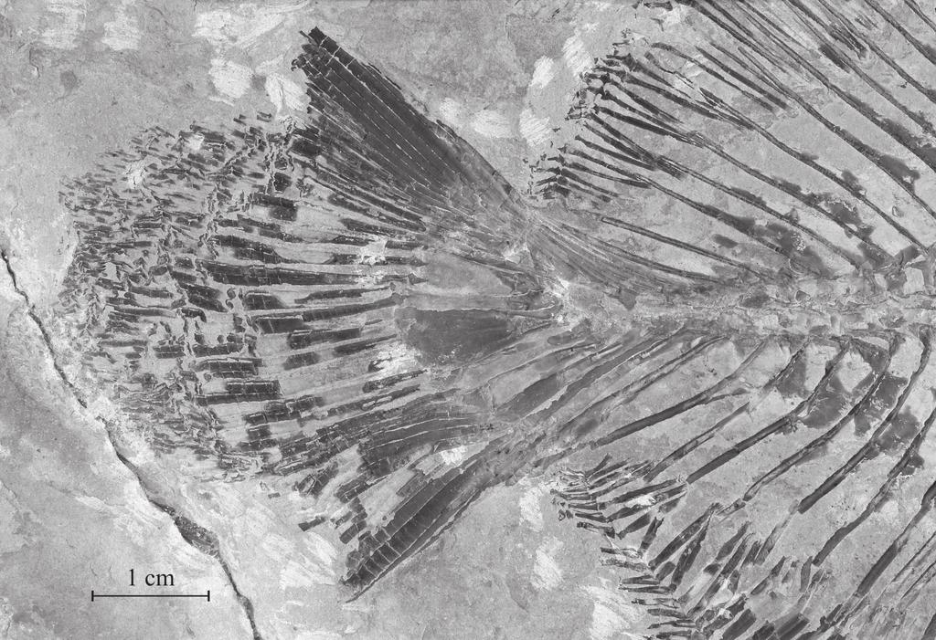 TAVERNE L. & CAPASSO L., A new pycnodontiform fish from the Cretaceous of Lebanon the first three haemal spines.