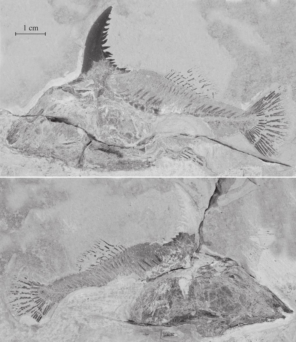 European Journal of Taxonomy 57: 1-30 (2013) Holotype morphometric data The morphometric data are given in % of the holotype standard length (87 mm). Length of the head (opercle included) 37.