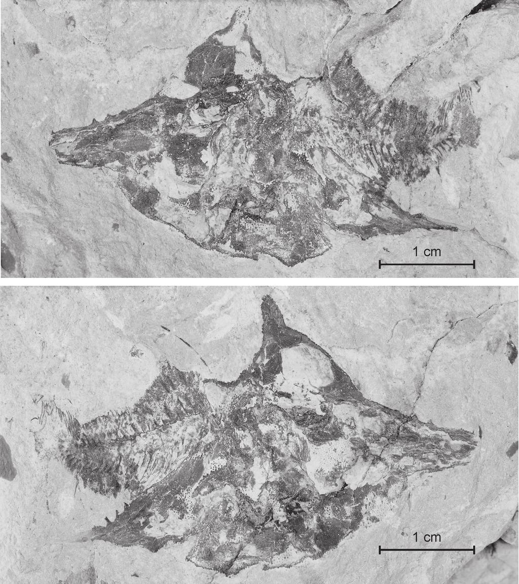 European Journal of Taxonomy 57: 1-30 (2013) Material examined Holotype Sample CLC S-608a, b, the two faces of a nearly complete specimen (Fig. 15).
