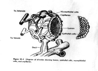 The Alveoli Alveolus (.1 to.