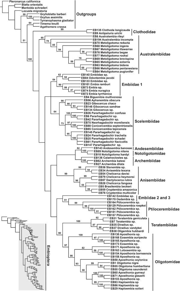 Embioptera phylogeny 555 Fig. 2. Consensus cladogram derived from 12 equally parsimonious trees resulting from analysis of Embioptera using the combined data.
