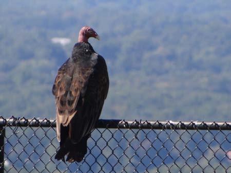 BIRDS: TURKEY VULTURES (BUZZARDS) Once called pallbearers in the sky, these buzzards are graceful in flight